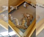 Small Photo #20 Golden Retriever Puppy For Sale in DAKOTA, MN, USA