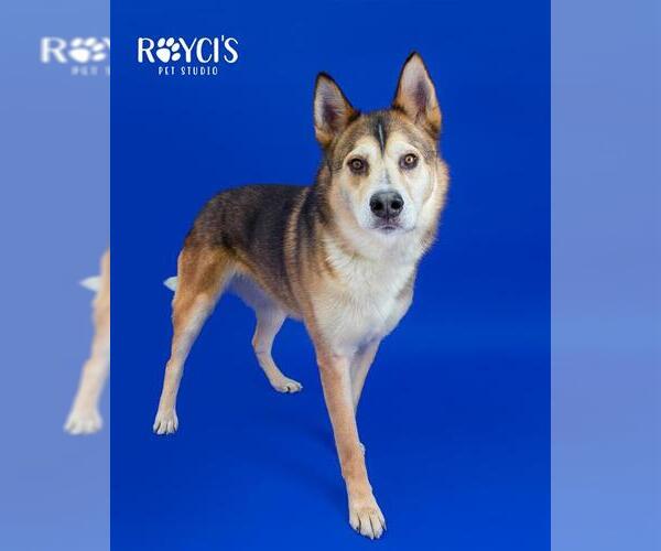 Medium Photo #2 German Shepherd Dog-Siberian Husky Mix Puppy For Sale in West Valley, UT, USA