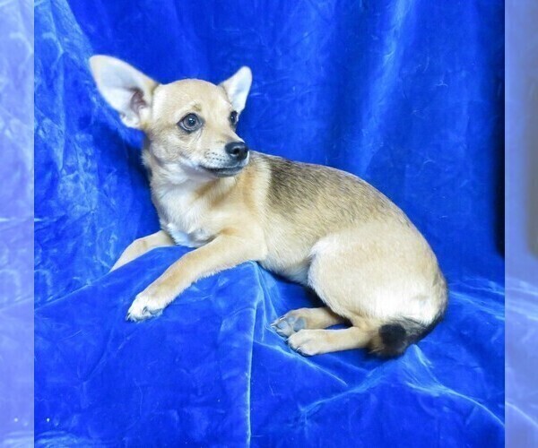 Medium Photo #1 Chihuahua Puppy For Sale in GROVESPRING, MO, USA