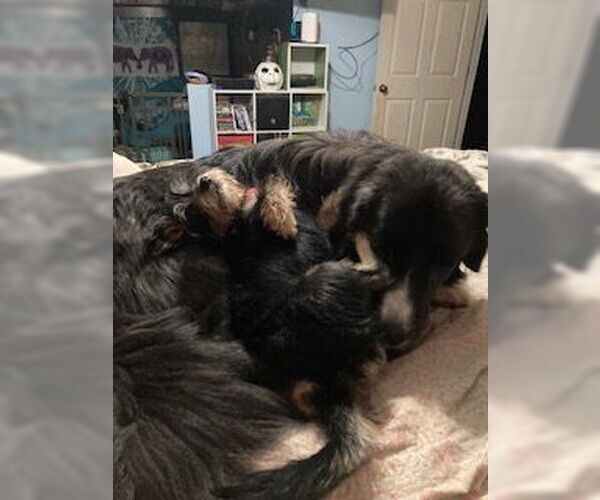 Medium Photo #2 Great Pyrenees-Unknown Mix Puppy For Sale in Silver Spring, MD, USA