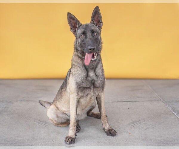Medium Photo #2 Mutt Puppy For Sale in Pasadena, CA, USA