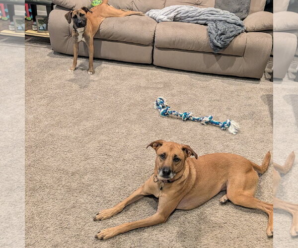 Medium Photo #6 Mutt Puppy For Sale in Fargo, ND, USA