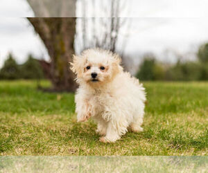 Maltipoo Puppy for Sale in WARSAW, Indiana USA