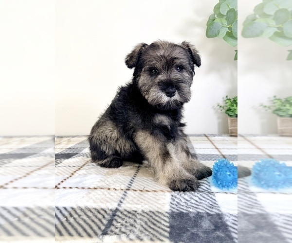 Medium Photo #4 Schnauzer (Miniature) Puppy For Sale in GREENFIELD, IN, USA