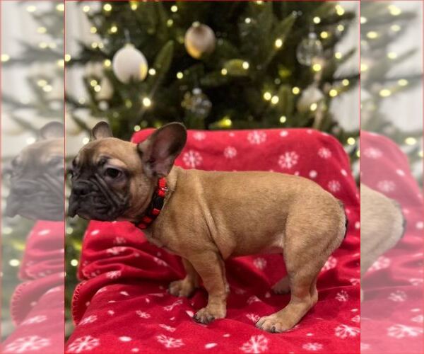 Medium Photo #3 French Bulldog Puppy For Sale in SACRAMENTO, CA, USA
