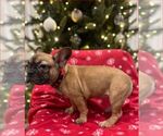 Small #2 French Bulldog