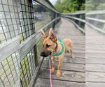 Small #3 German Shepherd Dog Mix