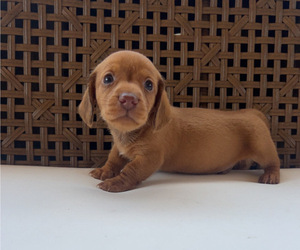 Dachshund Puppy for sale in HILLSBORO, KY, USA