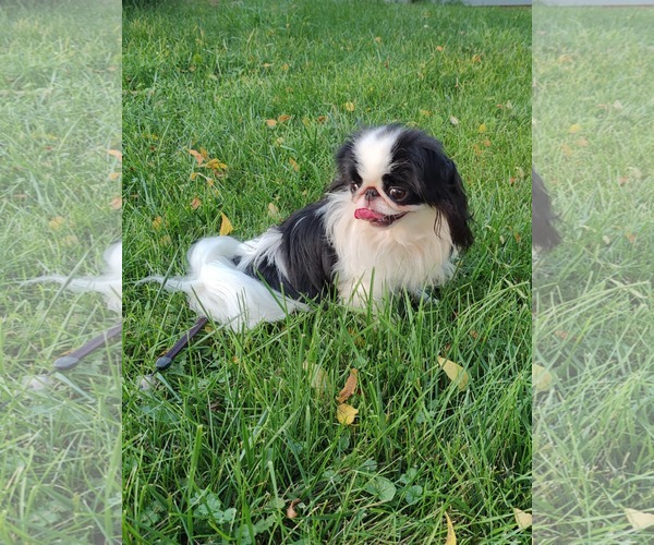 Medium Photo #6 Japanese Chin Puppy For Sale in St. Louis Park, MN, USA