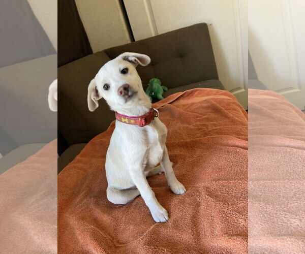 Medium Photo #9 Mutt Puppy For Sale in San Diego, CA, USA