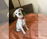 Small #8 Mutt