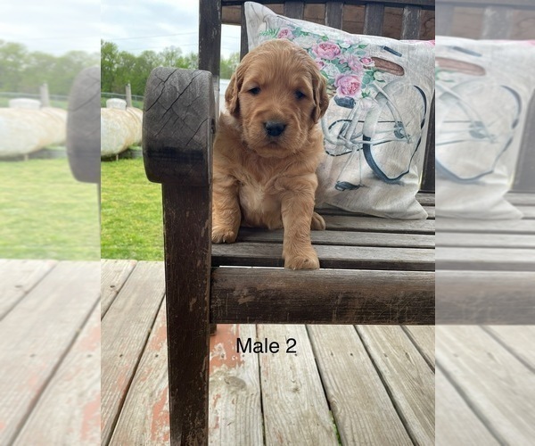 Medium Photo #3 Golden Retriever Puppy For Sale in CHELSEA, OK, USA