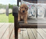 Small Photo #3 Golden Retriever Puppy For Sale in CHELSEA, OK, USA