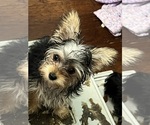 Small #6 Yorkshire Terrier