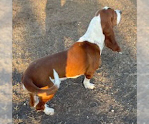 Medium Photo #6 Basset Hound Puppy For Sale in Deepwater, NJ, USA