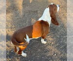 Small #5 Basset Hound