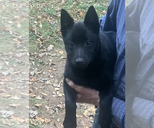 Medium Photo #2 Schipperke Puppy For Sale in CARROLLTON, GA, USA