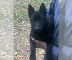 JUNIOR - Male Schipperke Puppy for Sale - Photo #2