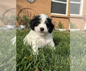 Miniature Bernedoodle Puppy for sale in LONGMONT, CO, USA
