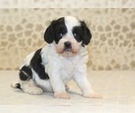 Small #3 Cavapoo