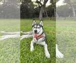 Small #2 Siberian Husky