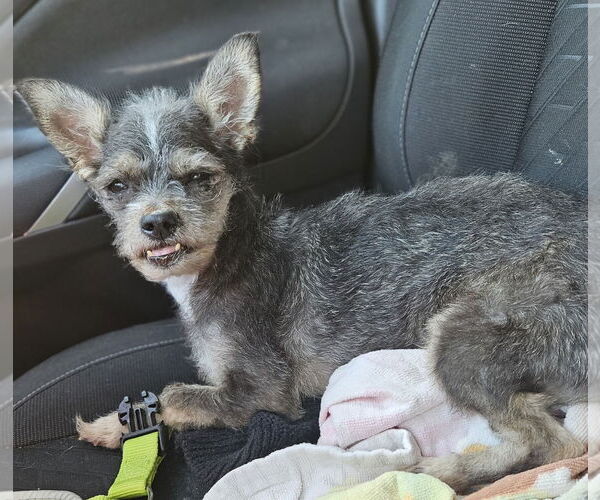 Medium Photo #2 Chihuahua-Unknown Mix Puppy For Sale in Dallas, TX, USA