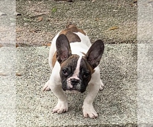 French Bulldog Puppy for sale in TAMPA, FL, USA