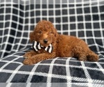 Small #3 Goldendoodle (Miniature)