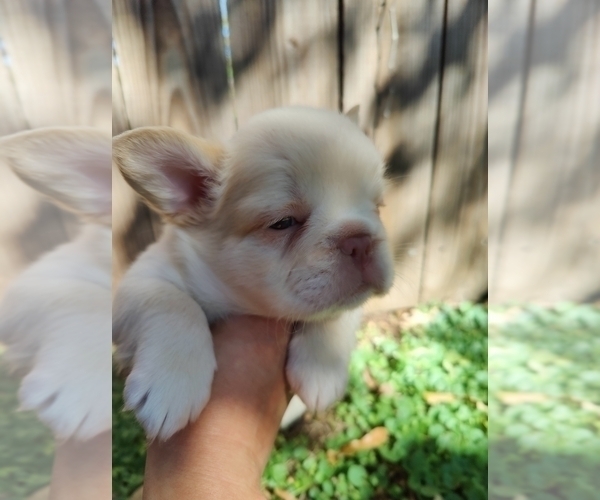 Medium Photo #20 French Bulldog Puppy For Sale in HIGHLAND VILL, TX, USA