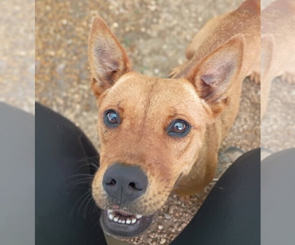 Medium Photo #1 Feist Terrier-Unknown Mix Puppy For Sale in Anniston, AL, USA