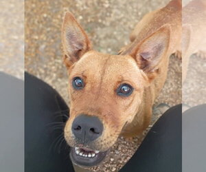 Feist Terrier-Unknown Mix Dogs for adoption in Anniston, AL, USA