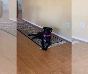 Shadow - Female Labrador Retriever-Unknown Mix Dog for Adoption - Photo #5