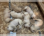 Litter of 7 - Male(s) and Female(s) Labrador RetrieverLitter of Puppies for Sale - Small photo