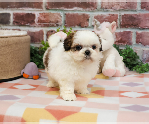 Medium Photo #2 Shih Tzu Puppy For Sale in SYRACUSE, IN, USA