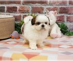 Small #1 Shih Tzu