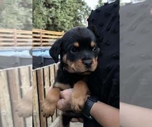 Rottweiler Puppy for sale in PORTLAND, OR, USA