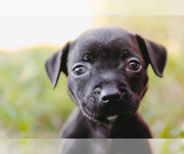 Medium Photo #3 American Staffordshire Terrier-Labrador Retriever Mix Puppy For Sale in Princeton, MN, USA