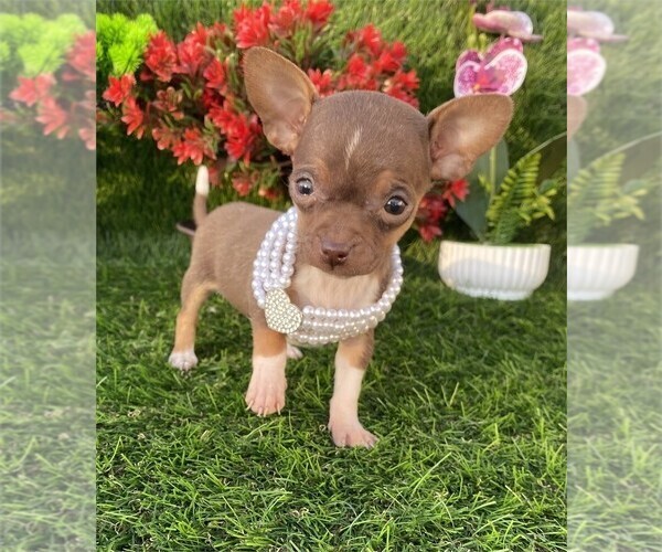 Medium Photo #3 Chihuahua Puppy For Sale in NAPLES, FL, USA