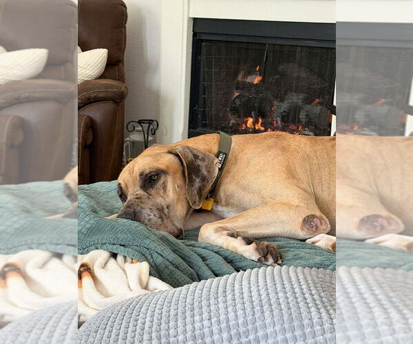 Medium Photo #2 Great Dane Puppy For Sale in Bullard, TX, USA