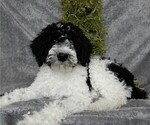 Small Photo #3 Miniature Labradoodle Puppy For Sale in FREDERICKSBURG, OH, USA