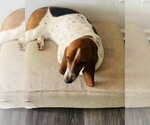 Small #1 Basset Hound