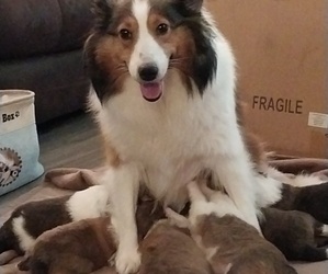 Shetland Sheepdog Litter for sale in DALLAS, TX, USA