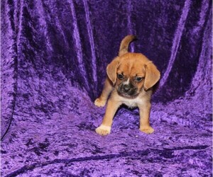 Puggle Puppy for sale in BLOOMINGTON, IN, USA