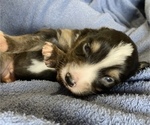 Small Photo #5 Australian Shepherd Puppy For Sale in MARATHON, IA, USA