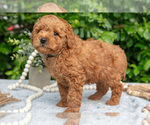 Small #2 Goldendoodle (Miniature)