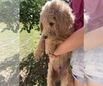 Small #6 Poodle (Standard)
