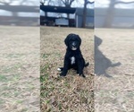 Small Photo #2 Goldendoodle Puppy For Sale in SOUTHLAKE, TX, USA