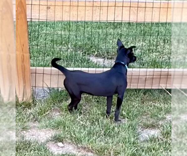 Medium Photo #5 Chihuahua-Unknown Mix Puppy For Sale in Alexandria, KY, USA