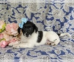 Small Photo #7 Goldendoodle-Jack Russell Terrier Mix Puppy For Sale in NOTTINGHAM, PA, USA