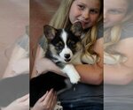 Small #13 Pembroke Welsh Corgi